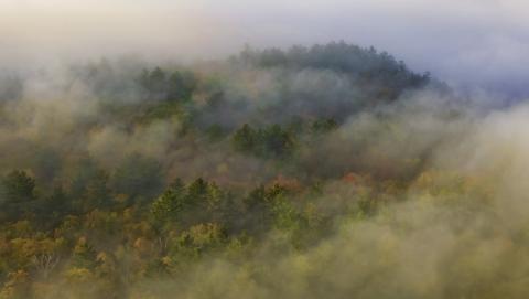 Picture of foggy algonquin forest 