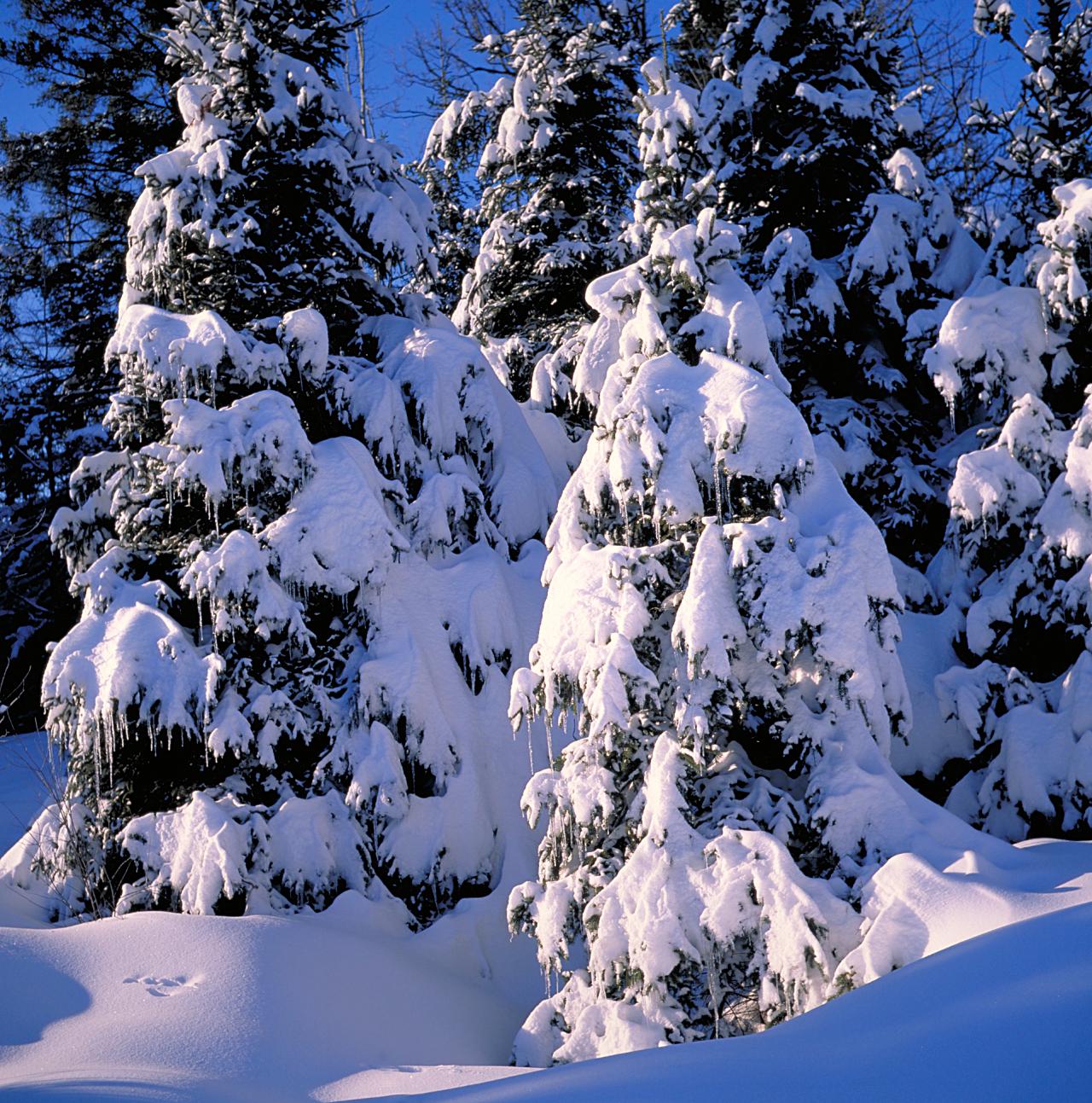 Image of a winter scene 