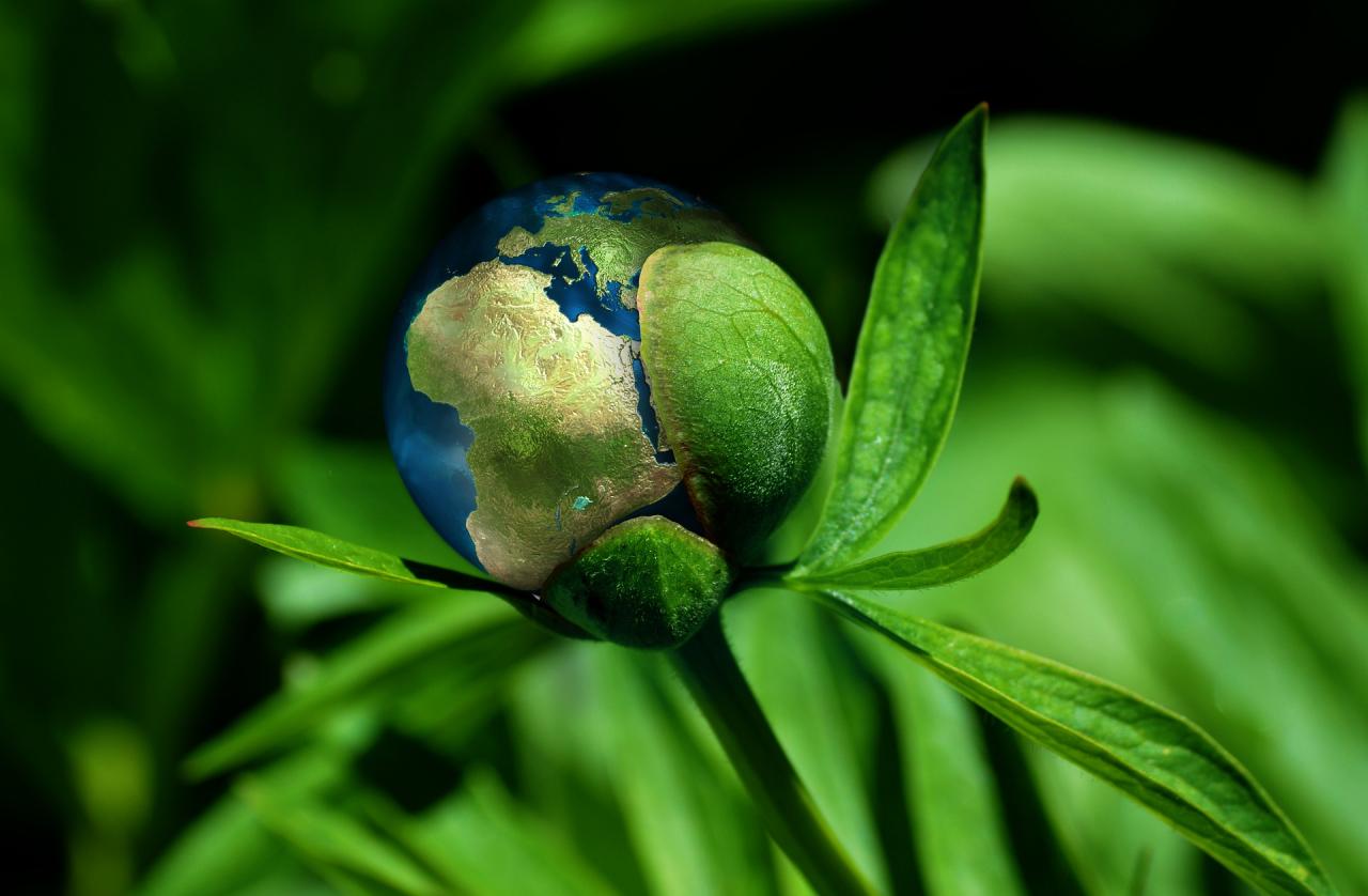 Image of an earth in a plant courtesy of Pixabay