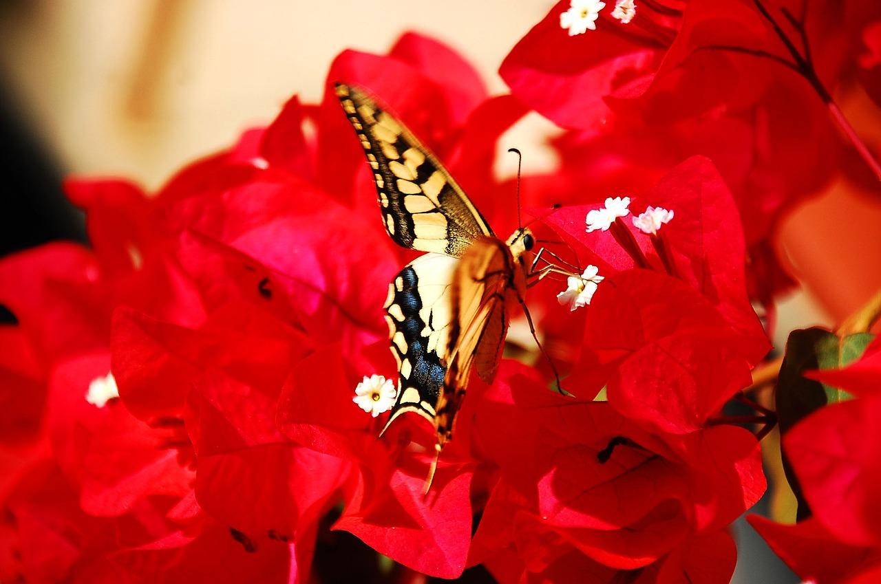 Image of butterfly from Pixabay