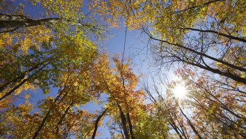 Image of a forest sky in Canada