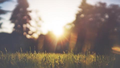 Image of grass in a field 