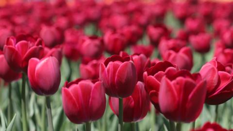 image of a garden of tulips